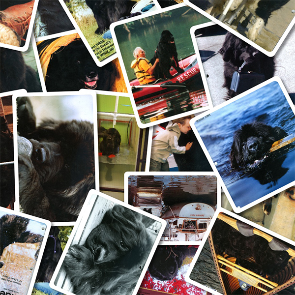 Newf Tide Cover Collage