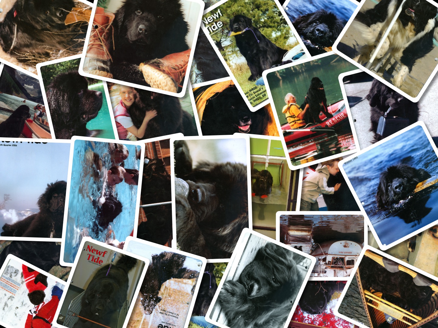 Newf Tide Cover Collage
