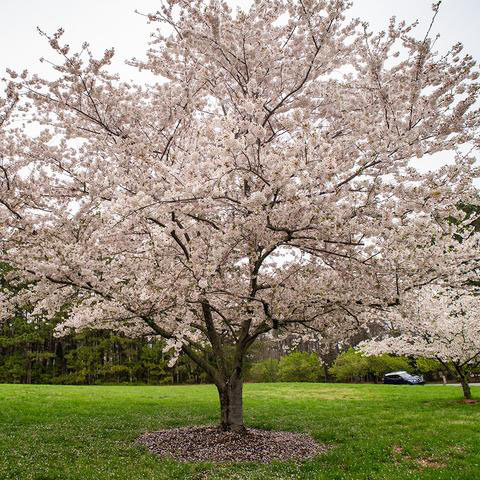 cherry tree